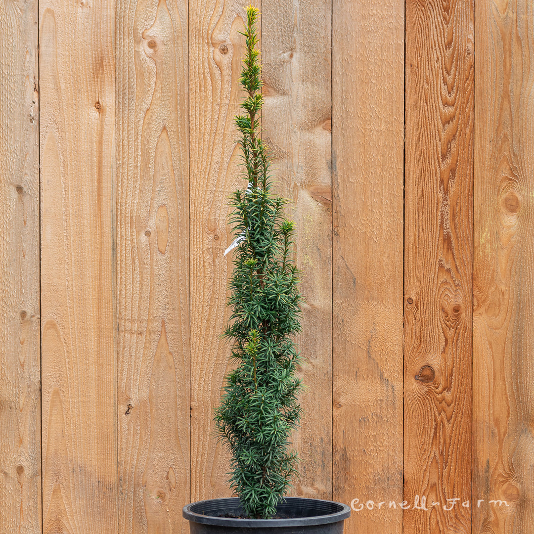 Taxus Standishii 5gal Yew – Cornell Farm