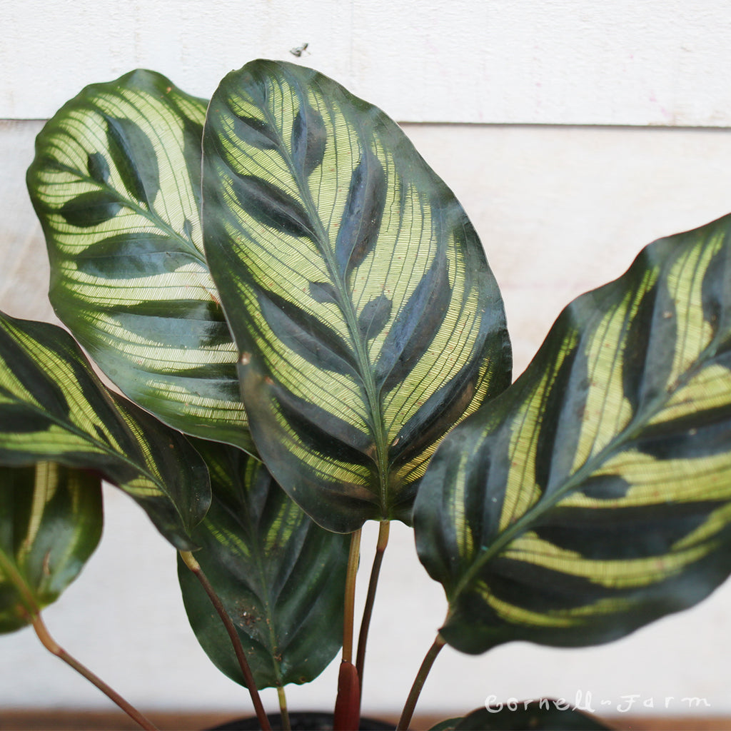 Calathea makoyana 4in Peacock Plant – Cornell Farm