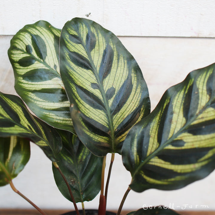 Calathea makoyana 4in Peacock Plant
