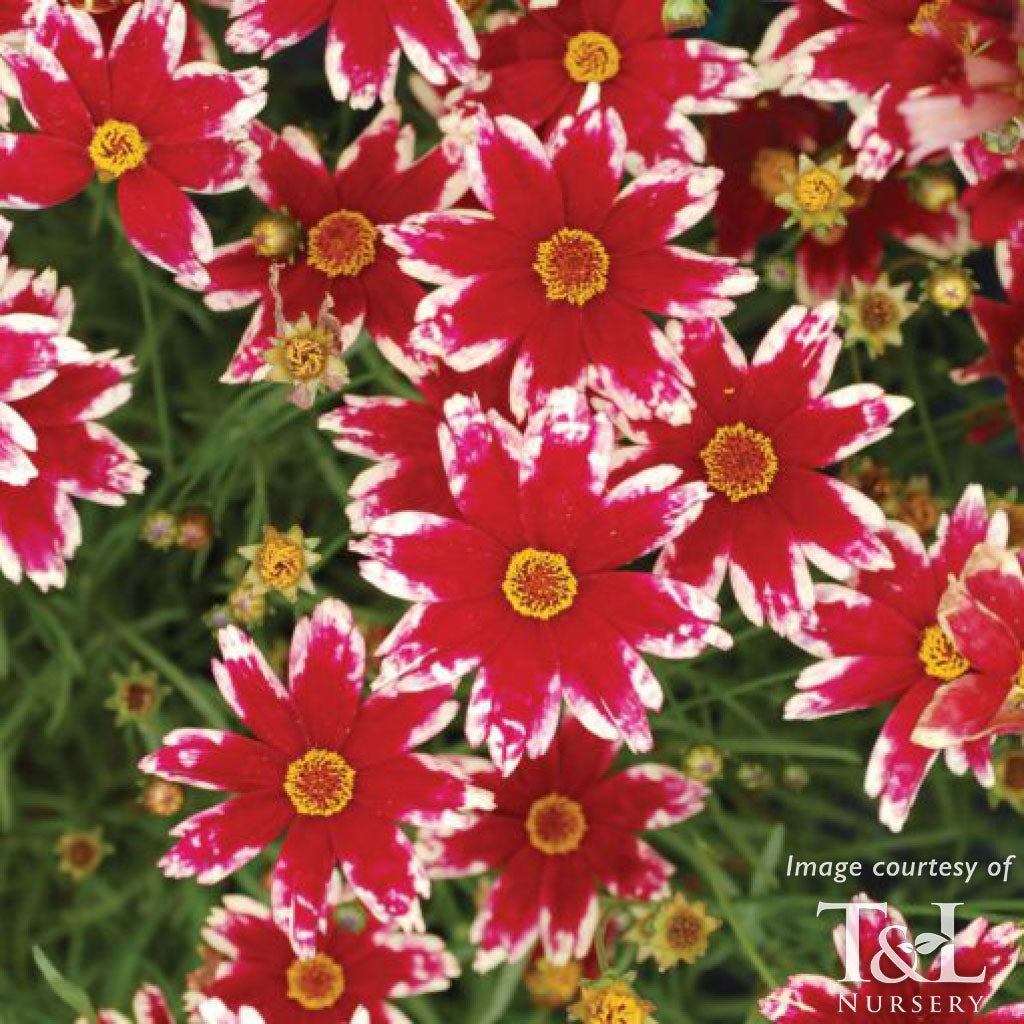 Coreopsis Ruby Frost 1gal