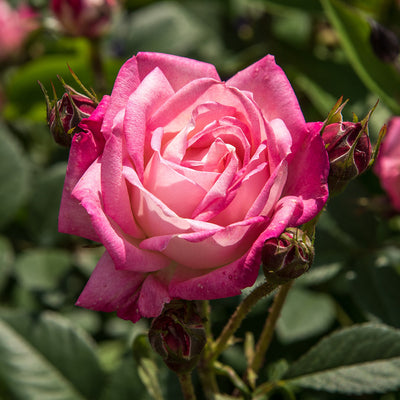 Casa Lorca, Roses – Updated 2023 Prices