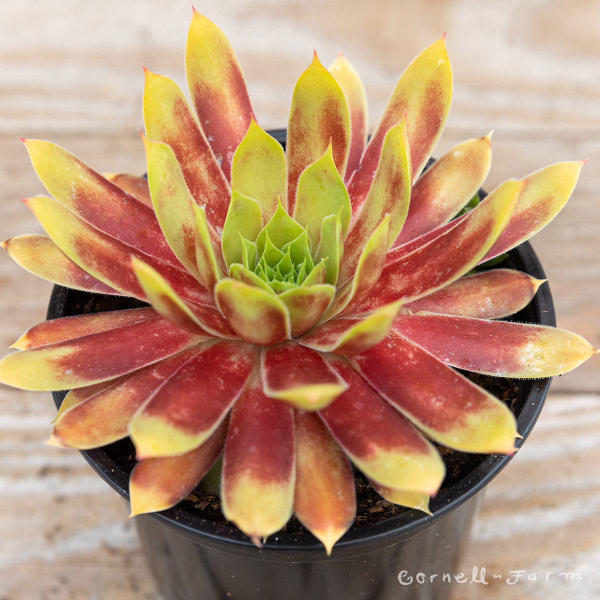 Sempervivum Gold Nugget 4.25in CF Chick Charms Hens & Chicks