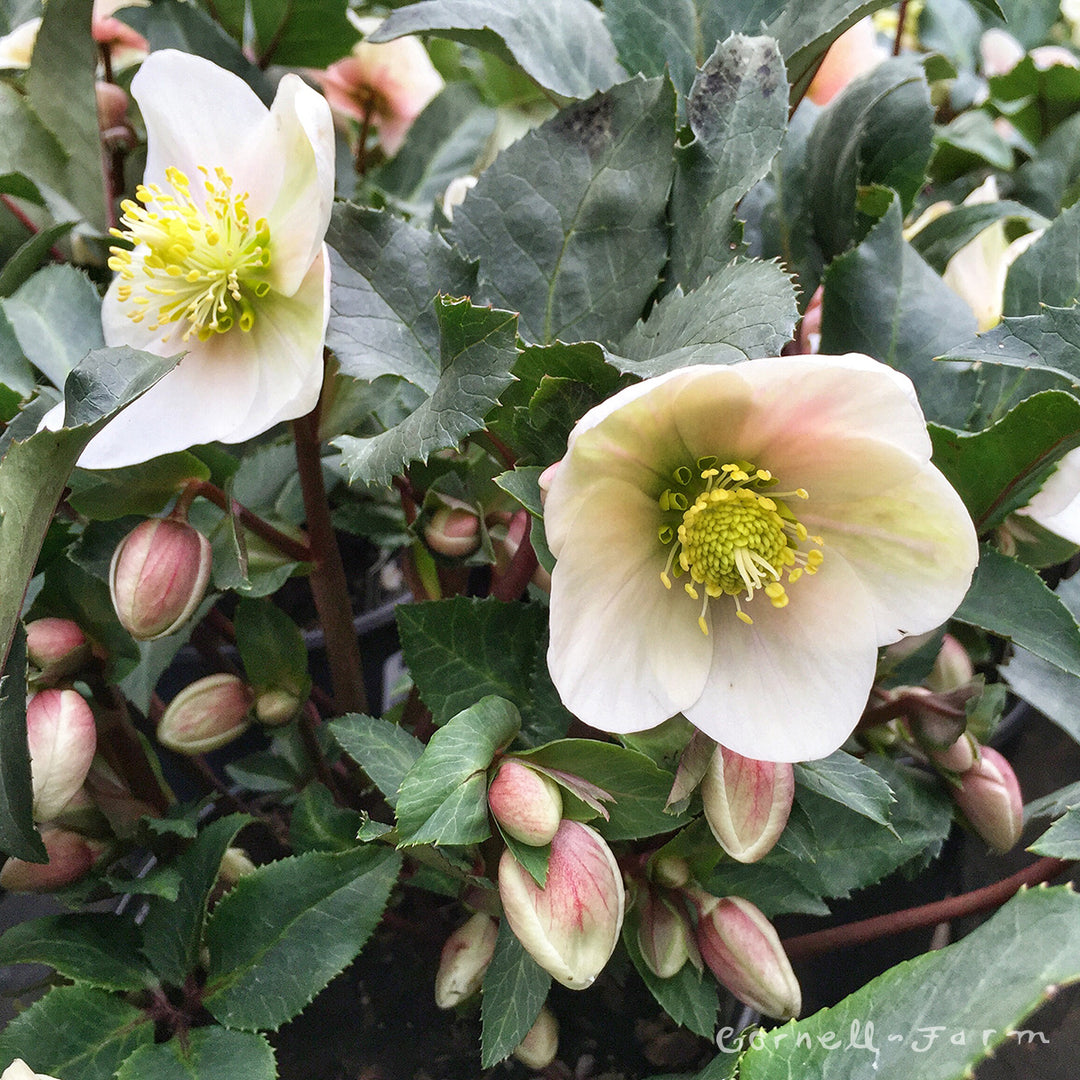 Helleborus Shooting Star HGC 1gal – Cornell Farm