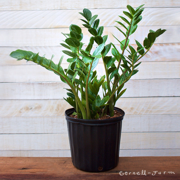 Zamioculcas zamiifolia 10in ZZ Plant – Cornell Farm
