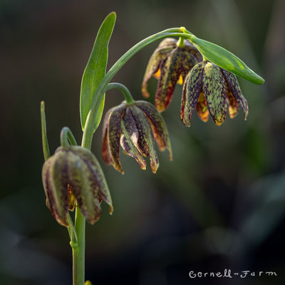 Fritillaria affinis 4in Checker Lily