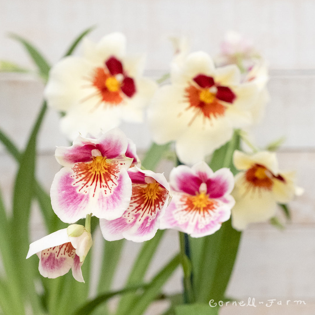 miltonia orchid potting mix Miltonia 4in Fragrant Orchid Assorted 2-3 Spike – Cornell Farm