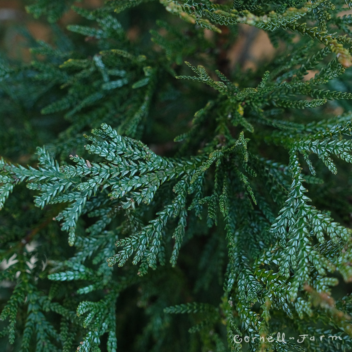 Thujopsis dolobrata Hondaia 6gal Elkhorn Cedar