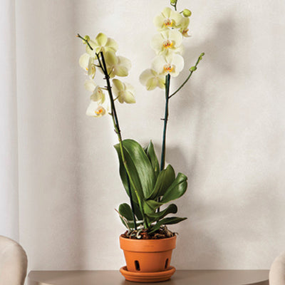 Terracotta Orchid