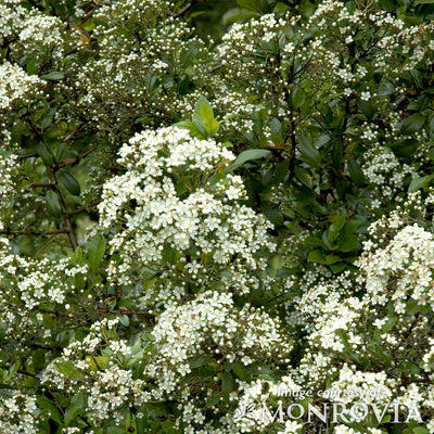 Pyracantha ang Yukon Belle 5gal ST