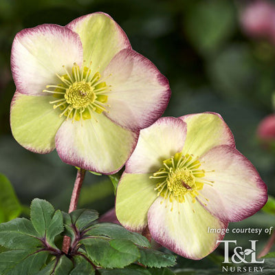 Helleborus Ice N' Roses Frosted Rose 1gal HGC