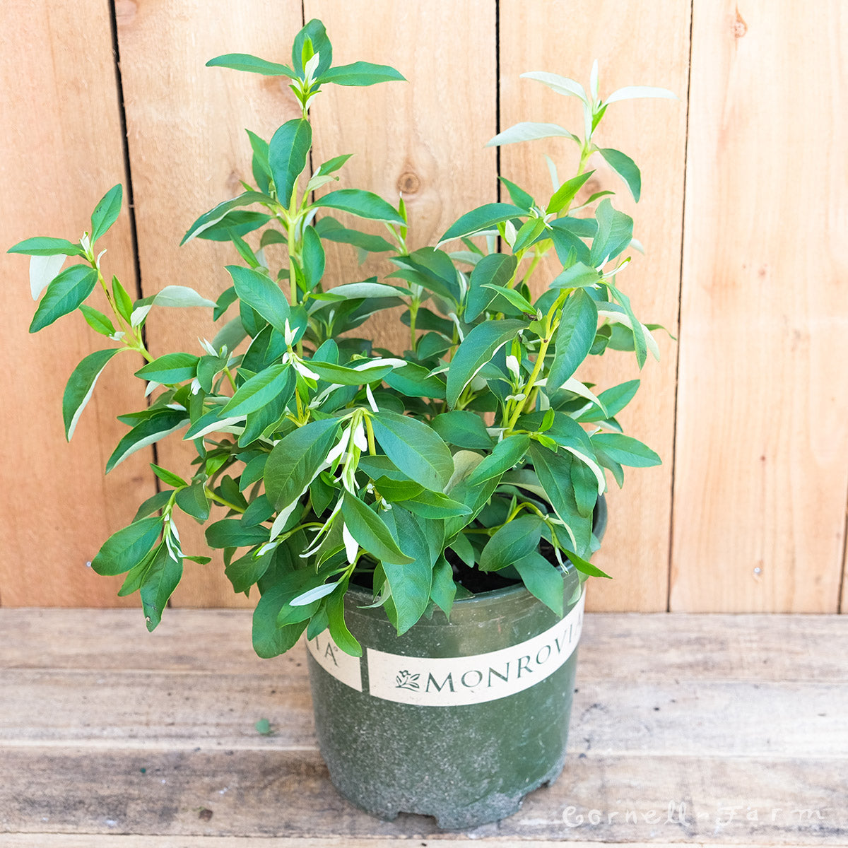 Cistus l. Bennett's White 2gal