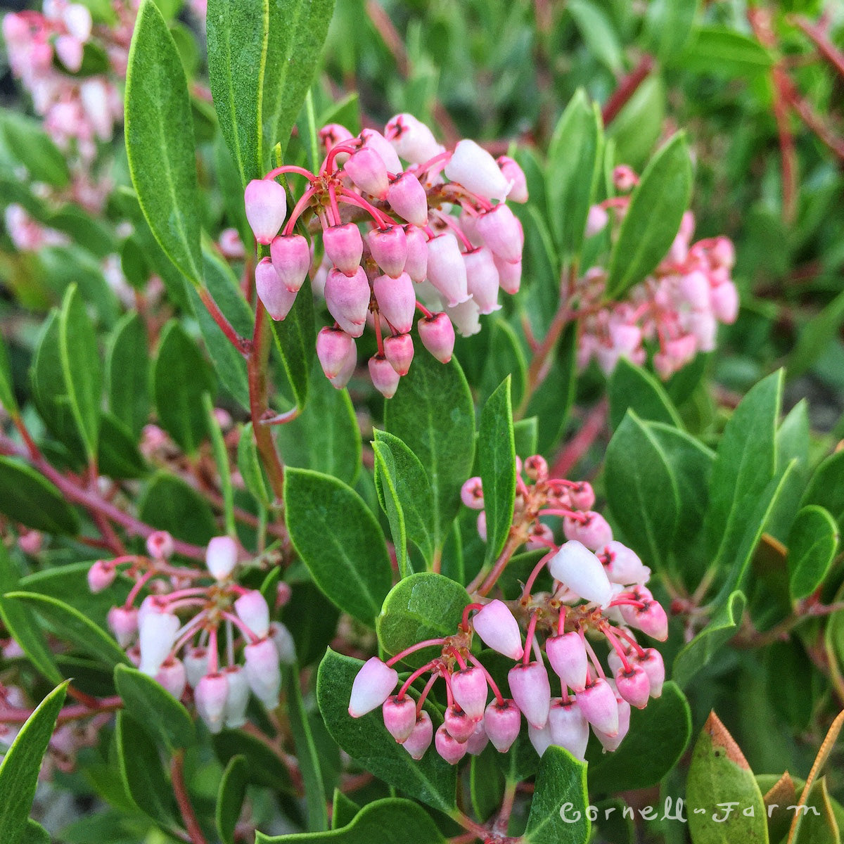 Arctostaphylos densiflora Howard McMinn 2gal Manzanita