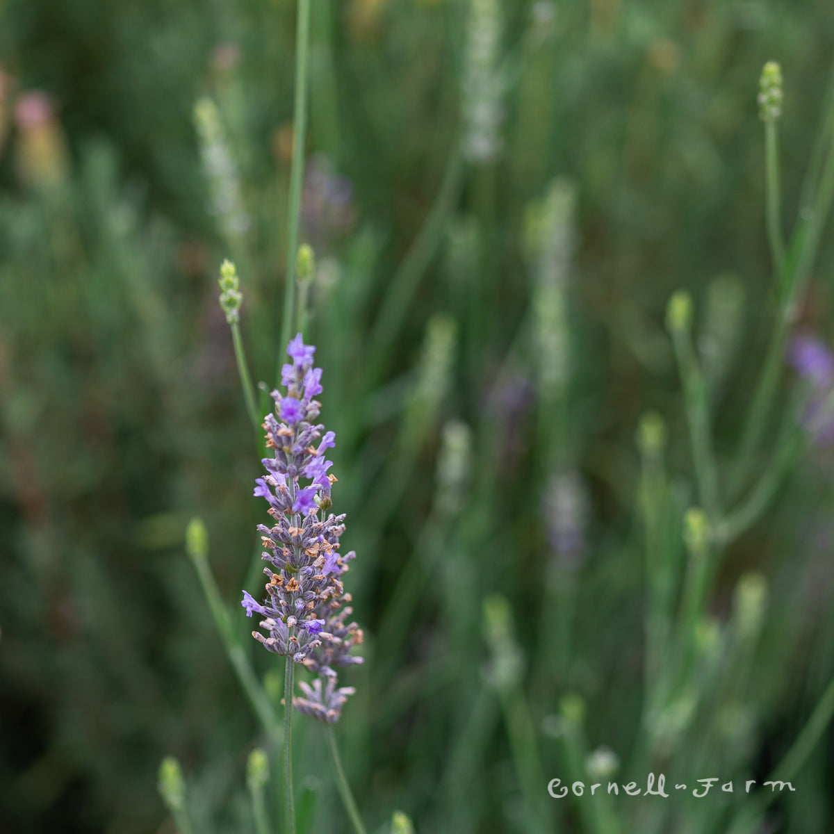 Lavandula int. Grosso Lavender 4.25in CF