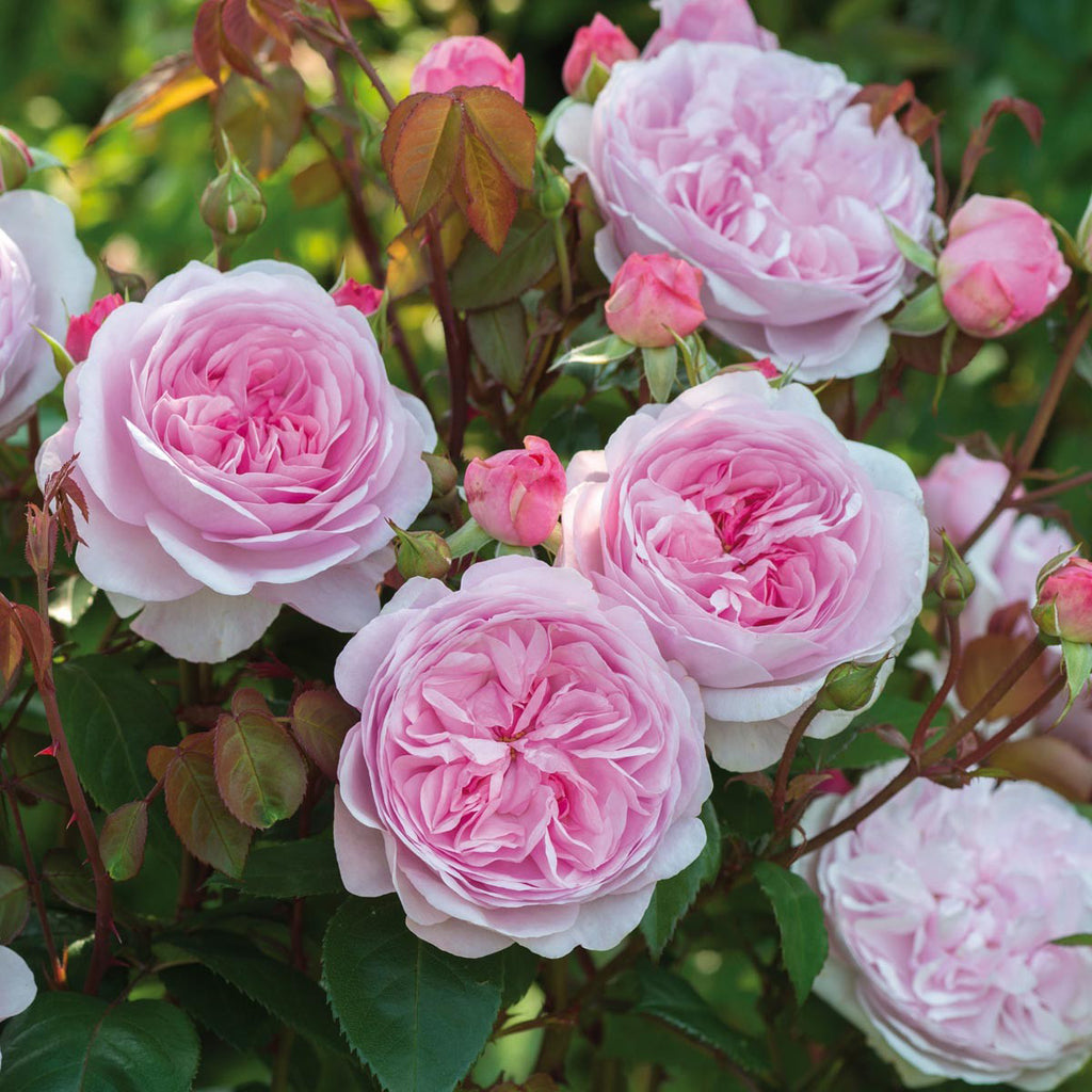 David Austin Roses Olivia Rose Austin Rose