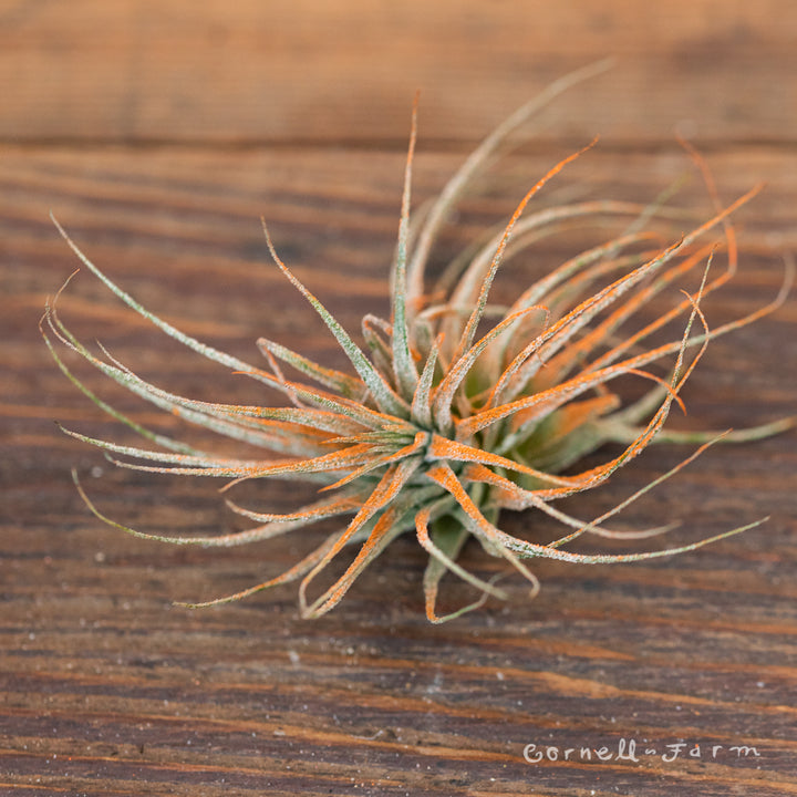 Tillandsia Ionantha Orange – Cornell Farm