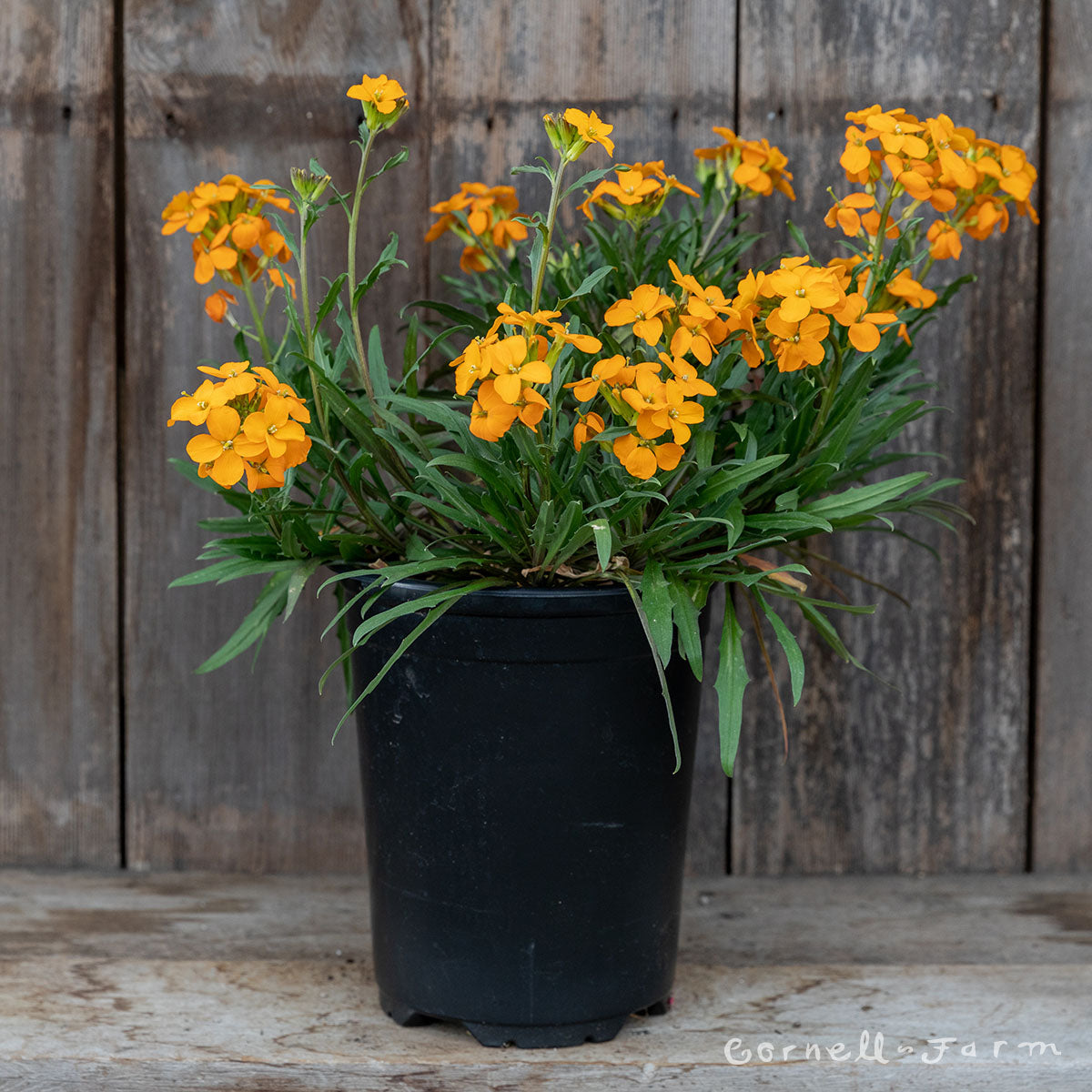 Erysimum Sunstrong Orange 1gal CF