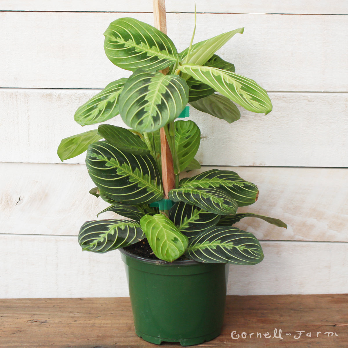 Maranta le. erythroneura Red Nerve Prayer Plant 6in (Staked)