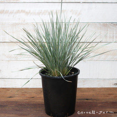Helictotrichon sempervirens 1 gal  Blue Oat Grass