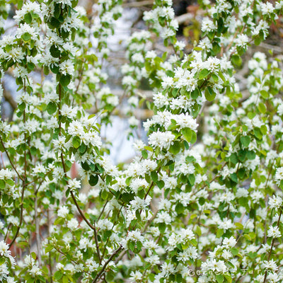 Amelanchier alnifolia 5gal Serviceberry