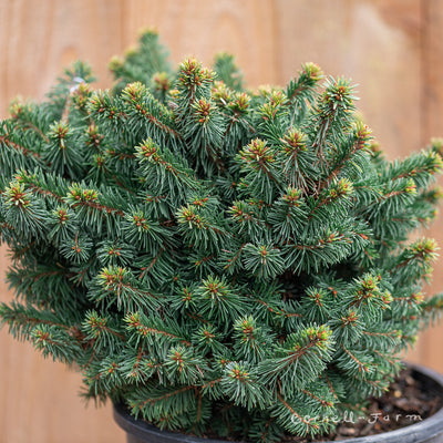 Picea a. Lanham's Beehive 3gal Norway Spruce