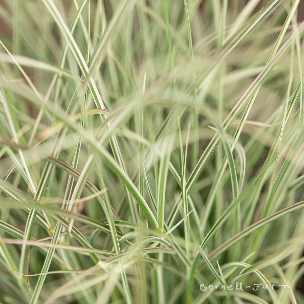 Miscanthus s Morning Light 5gal Maiden Grass