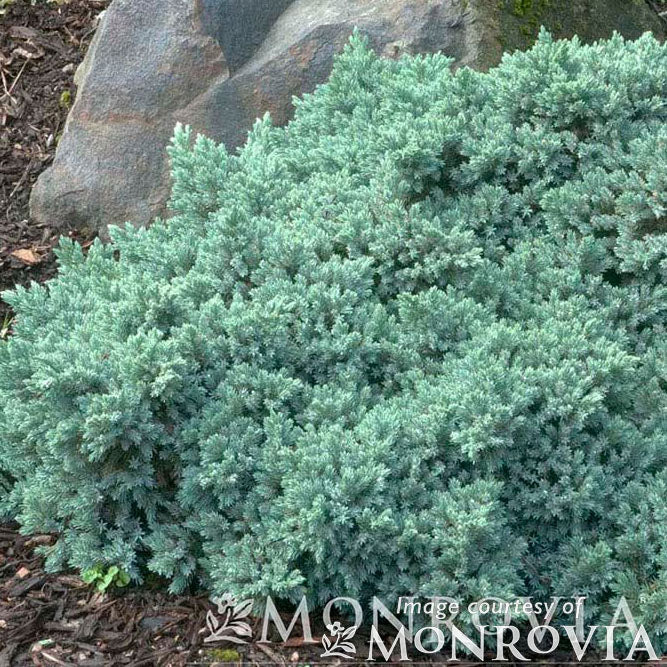 Juniperus s. Blue Star 2gal Single Seed Juniper