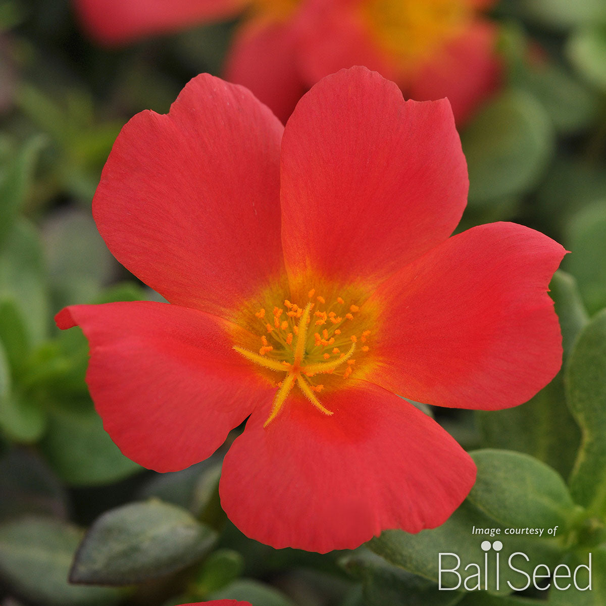 Portulaca Scarlet RioGrande 4.25in CF