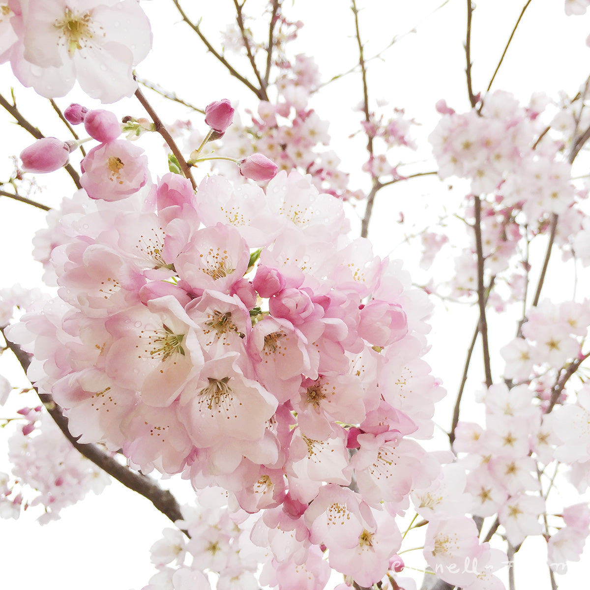 Prunus Akebono 15gal, 1.25in Blush double-flowering Cherry