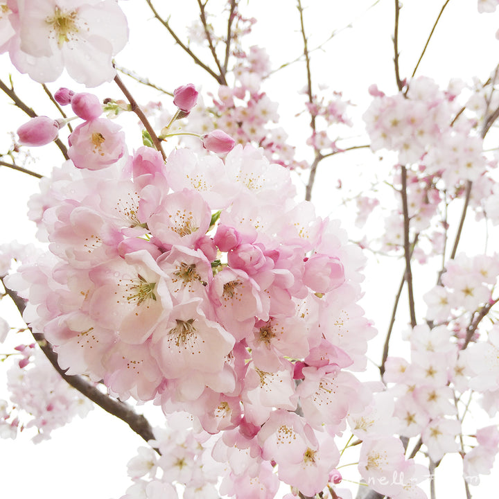 Cherry Cherry Fallin' Cherryセット　ピンク Satin Cherry Blossom Pink - Aura Vinyl