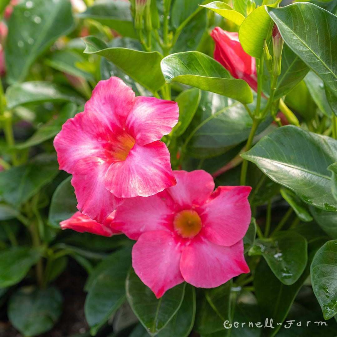Mandevilla Madinia Coral Pink Qrt. – Cornell Farm