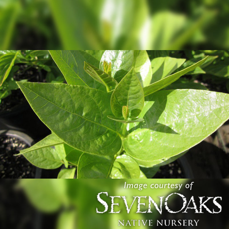 Calycanthus occidentalis 5gal Western Sweetshrub/ Spice Bush