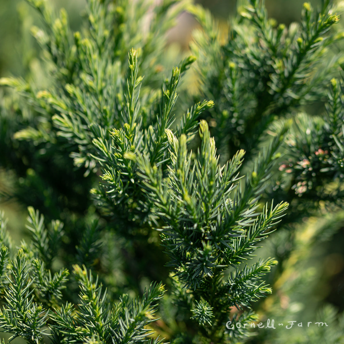 Cryptomeria j. Black Dragon 10gal Japanese Cedar