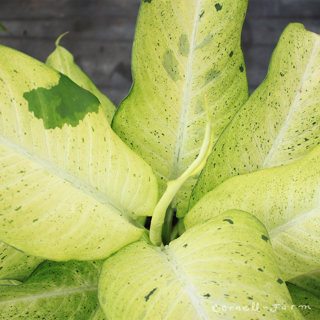 dieffenbachia camouflage Dieffenbachia maculata 4in Camouflage – Cornell Farm
