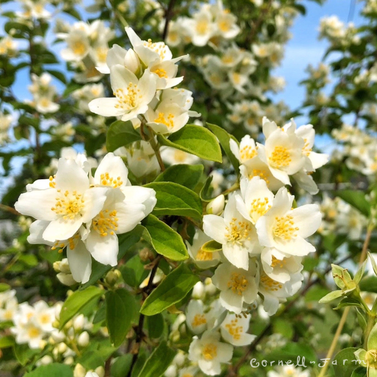 Philadelphus lewisii 5gal Mock Orange