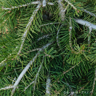 Picea abies Formanek 7gal Norway Spruce