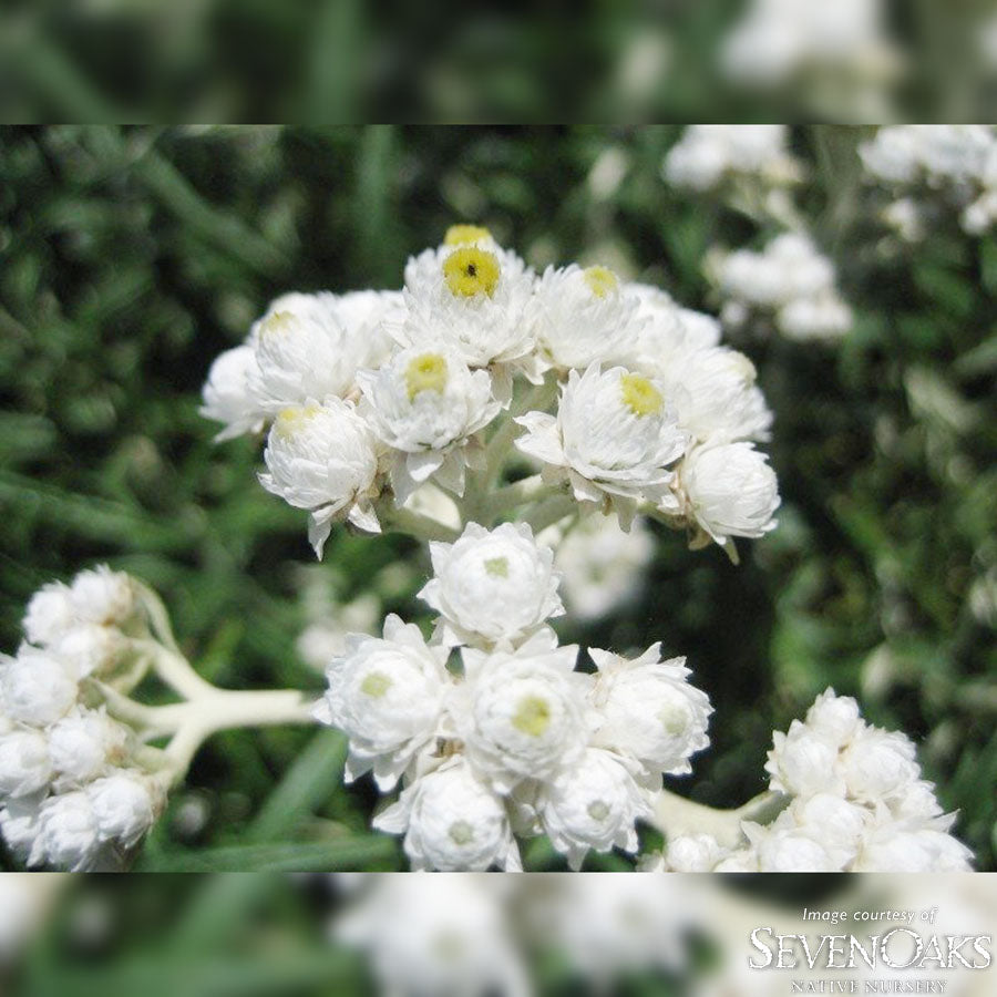 Anaphalis margartacea Qrt Pearly Everlasting