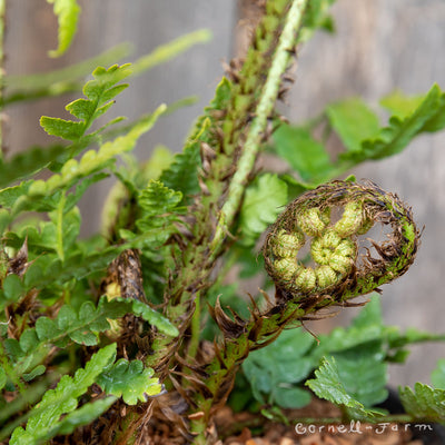 Dryopteris pulch. Beautiful Wood Fern 1gal