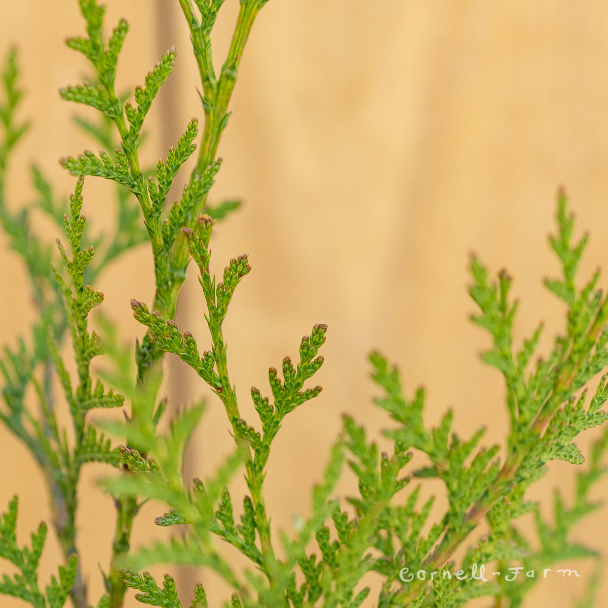 Thuja plicata 3gal. Western Red Cedar