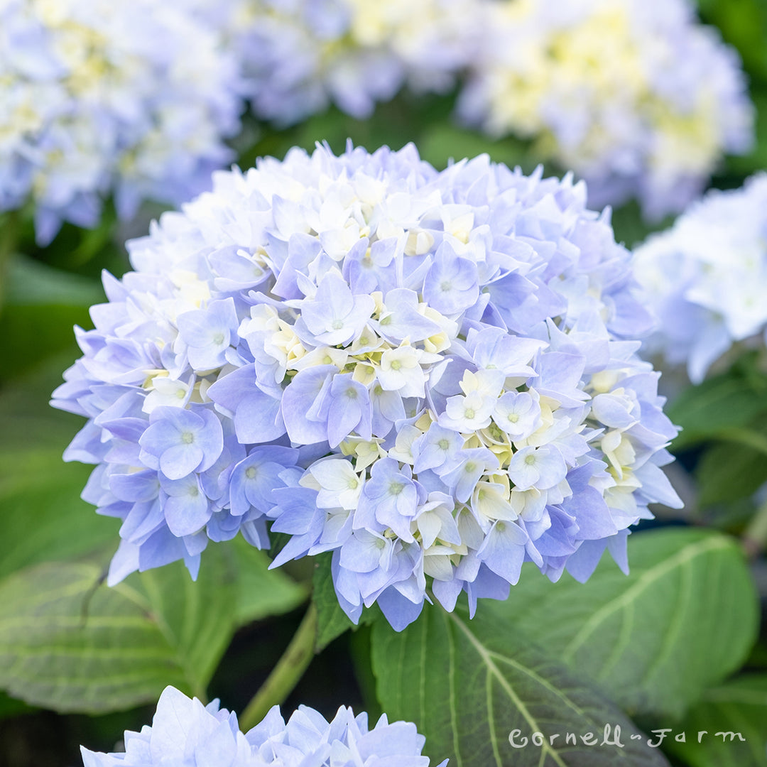 Hydrangea m. Endless Summer 7gal – Cornell Farm