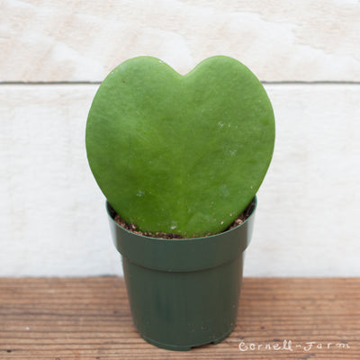 Hoya kerrii 2in Heart Hoya (Leaf)