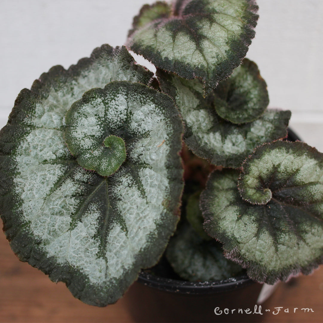 Begonia rex 4in Escargot – Cornell Farm