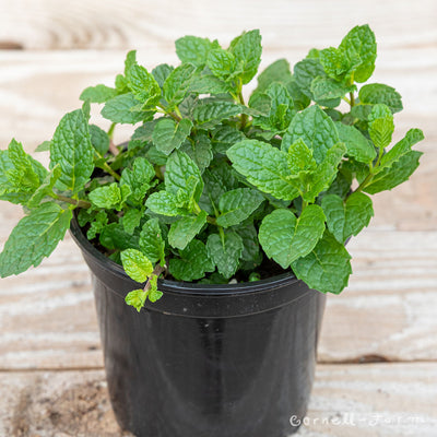 Mint Moroccan 4.25in CF