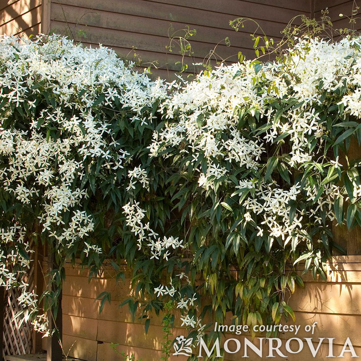 Clematis armandii 1gal Evergreen