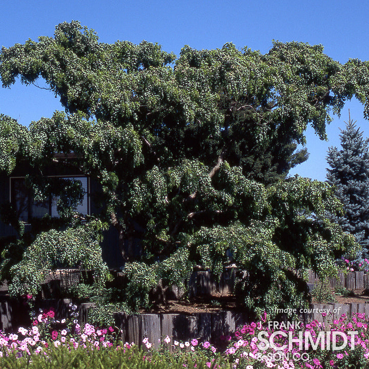 Robinia p. Lace Lady Twisty Baby 5gal – Cornell Farm