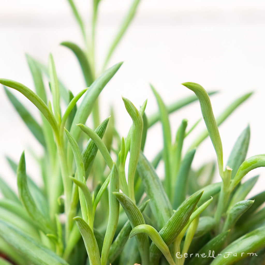 Senecio radicans 6in String of Fish Hooks