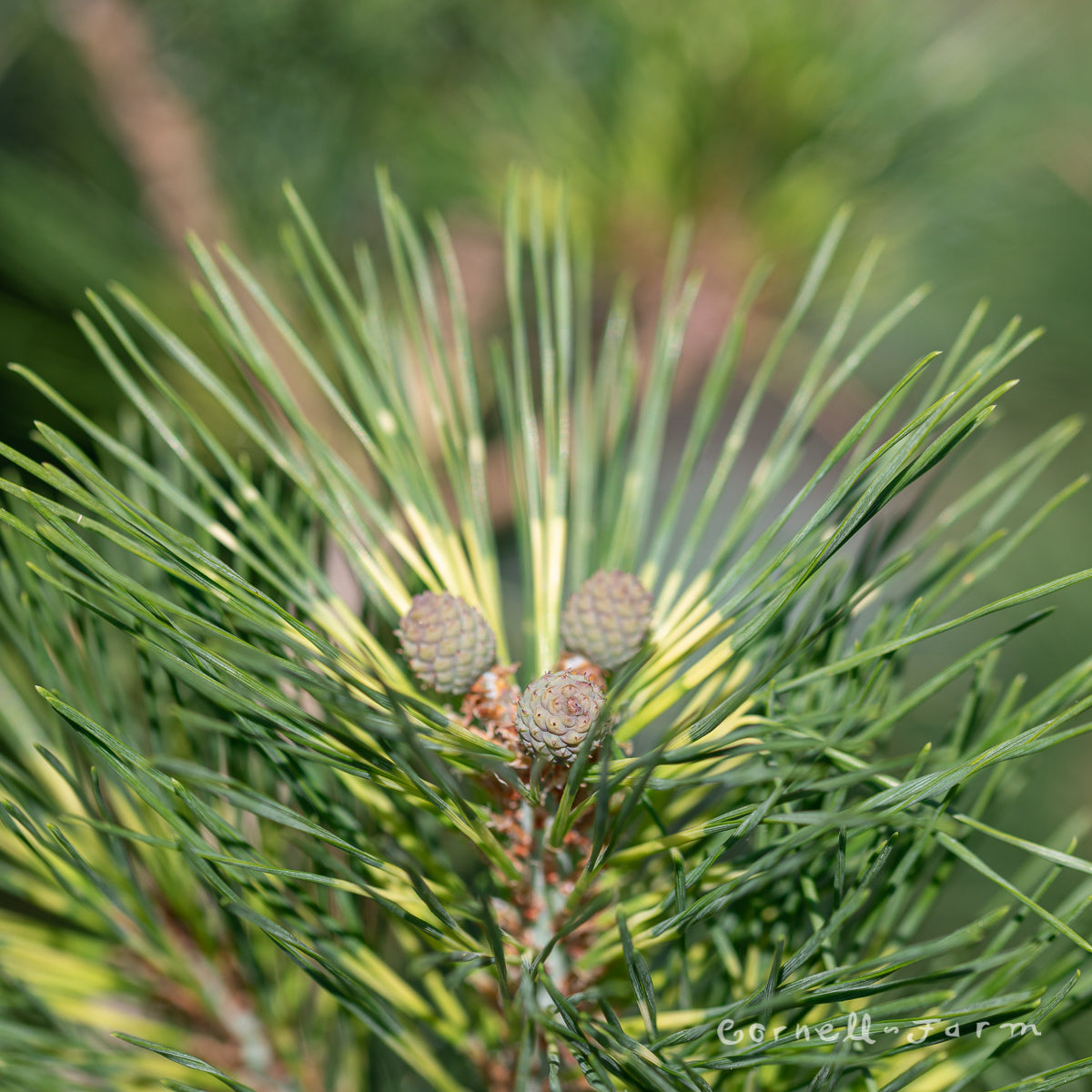 Pinus densiflora Cesarini's Variegated 6gal