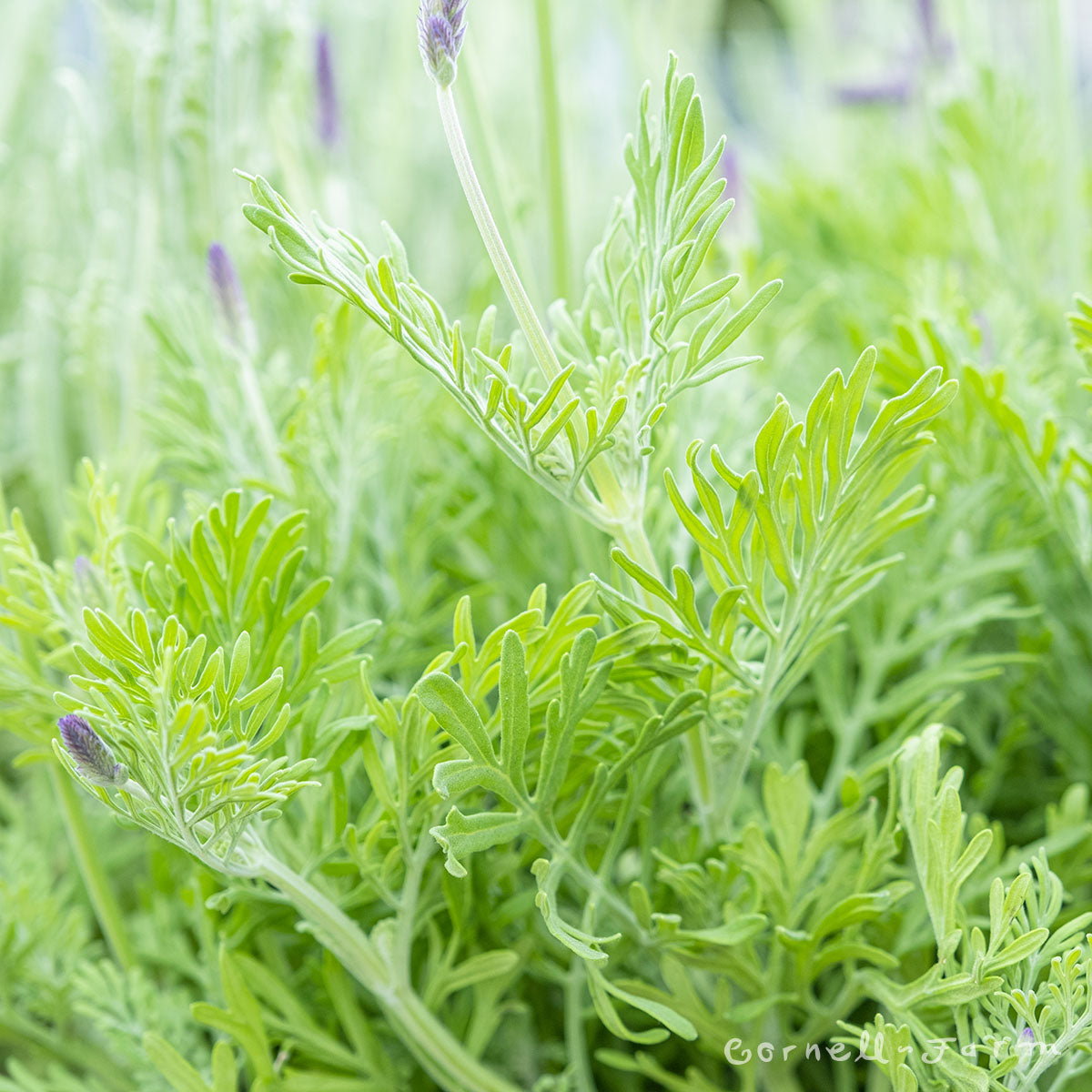 pictures of lavender plant leaves Lavandula Fern Leaf Qrt Lavender – Cornell Farm