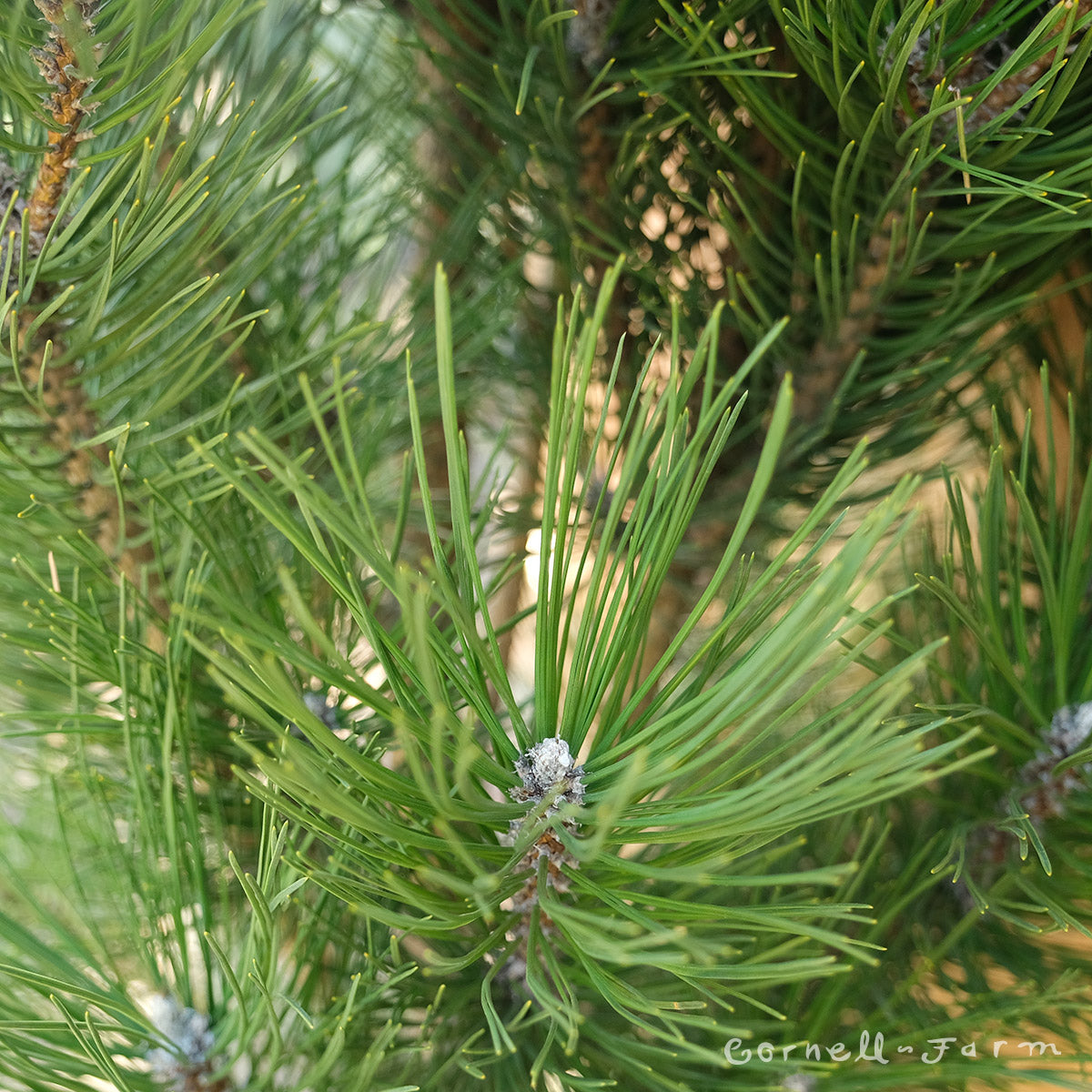 Pinus n. Arnold's Sentinel 6gal Austrian Black Pine