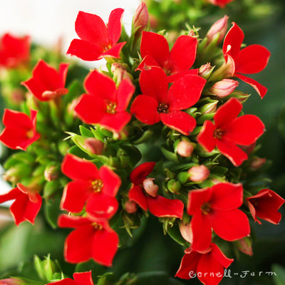 Kalanchoe blossfeldiana 4in Red Florist Kalanchoe