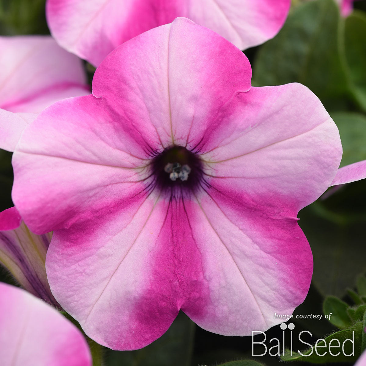 Petunia Headliner Raspberry Star 4.25in